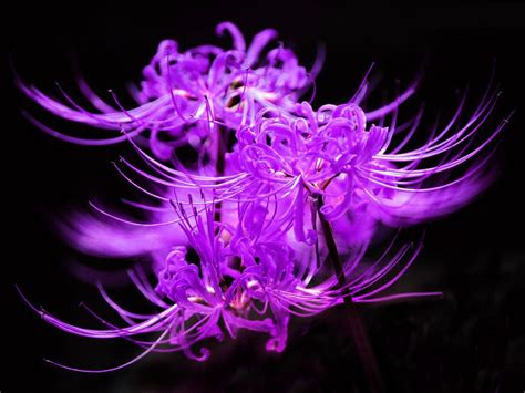 紫彼岸花